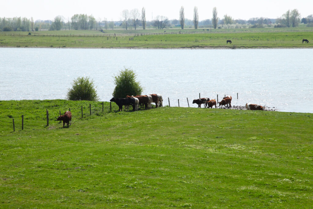 Veenweide met koeien